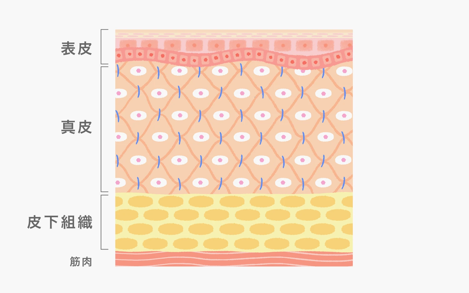 肌は表皮、真皮、皮下組織でできている