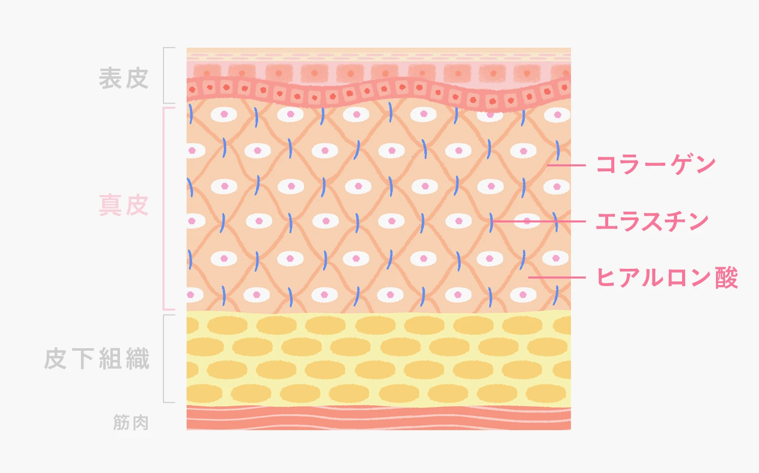肌は表皮、真皮、皮下組織でできている